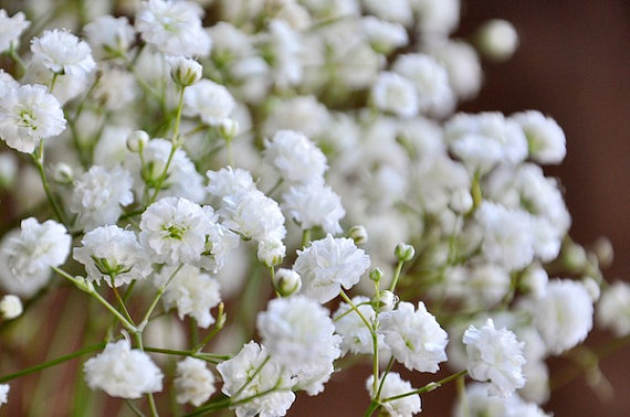 100 กรัม 100,000 เมล็ด Gypsophila White Baby's Babys Breath
