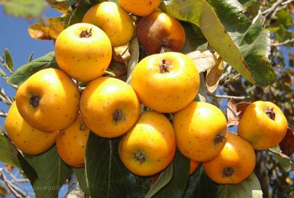 ต้นเจโทคอด ผลสีเหลือง