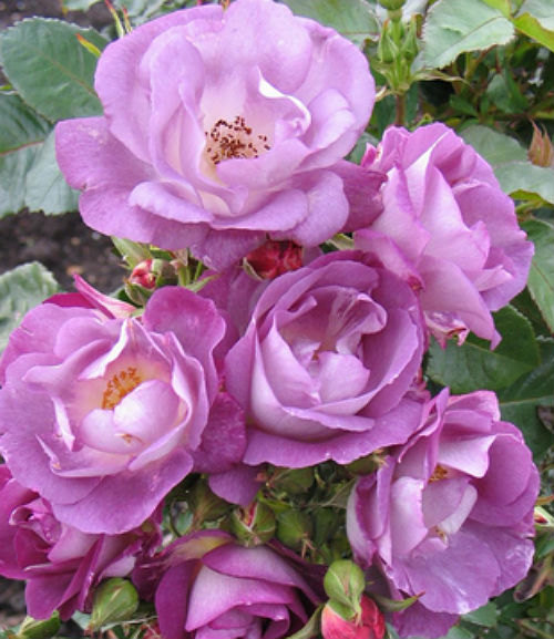Climber Blue Moon Perennials Flower