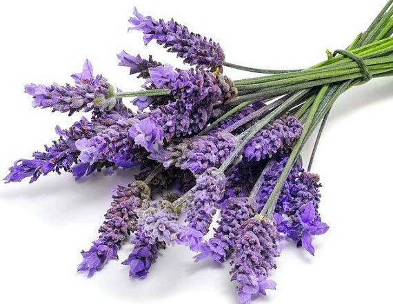 Lavender Lavandula angustifolia spica Blue Purple Garden Flower Herbs