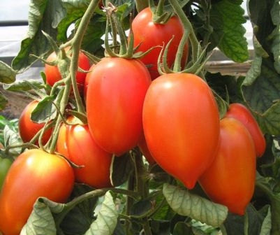 Tomato Vegetable seeds Pertsevidny
