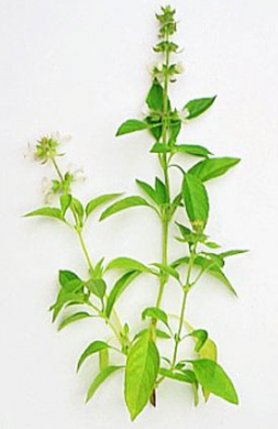 แมงลัก Lemon basil