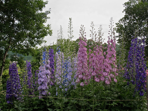 33000 เมล็ด 100 กรัม Consolida DELPHINIUM Larkspur Garden flower mixed colors