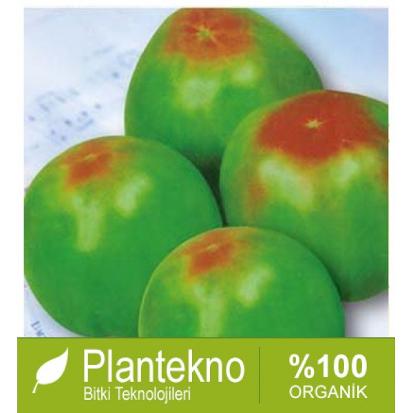 Red Top Cheese Green 20 เมล็ด