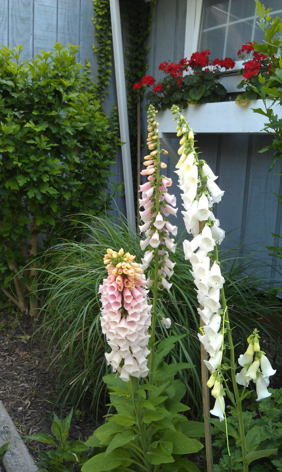 Digitalis Foxglove foxy Mix Dead Mans Bells Witches Gloves
