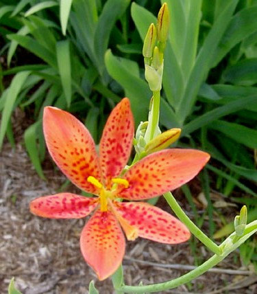 100 กรัม Belamcanda chinensis Lily Leopard Flower