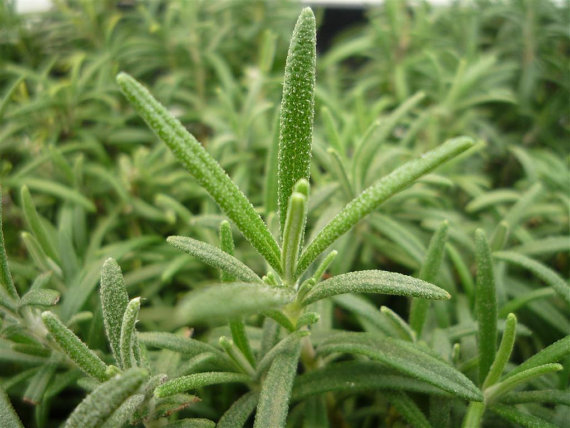 RARE aroma Rosemary Rosmarinus Officinalis Evergreen mist of the sea Cooking Perennial Herb