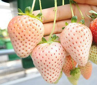White Alpine Strawberry(20) เมล็ดสตอเบอร์รี่ 20 เมล็ด