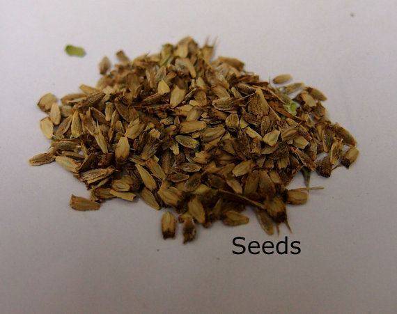 Sea Holly Sea Hollies Blue Star Garden Purple Flower