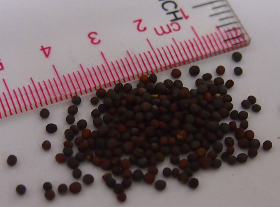 100 กรัม 26,000 เมล็ด Rapeseed Vegetable Seeds