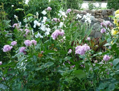 Climber Blue Moon Perennials Flower