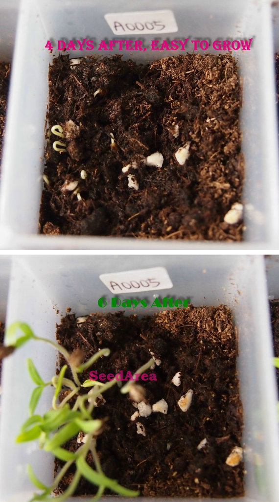 Lycopersicon esculentum convar.Brown Black Cherry Small Tomato