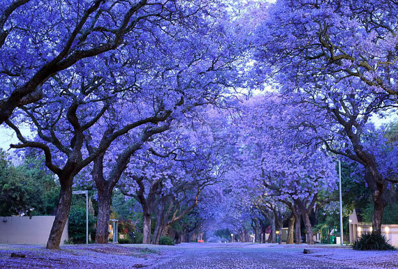 Jacaranda Jacaranda Mimosifolia, drought tolerant, Tree