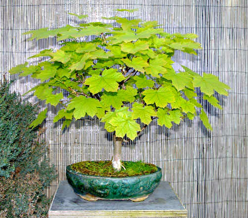 Acer platanoides Princeton Gold European Norway Maple ชุดใหญ่ 20 เมล็ด