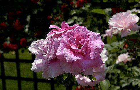 Climbing Rose Seeds Climber Pink Perennials Flower