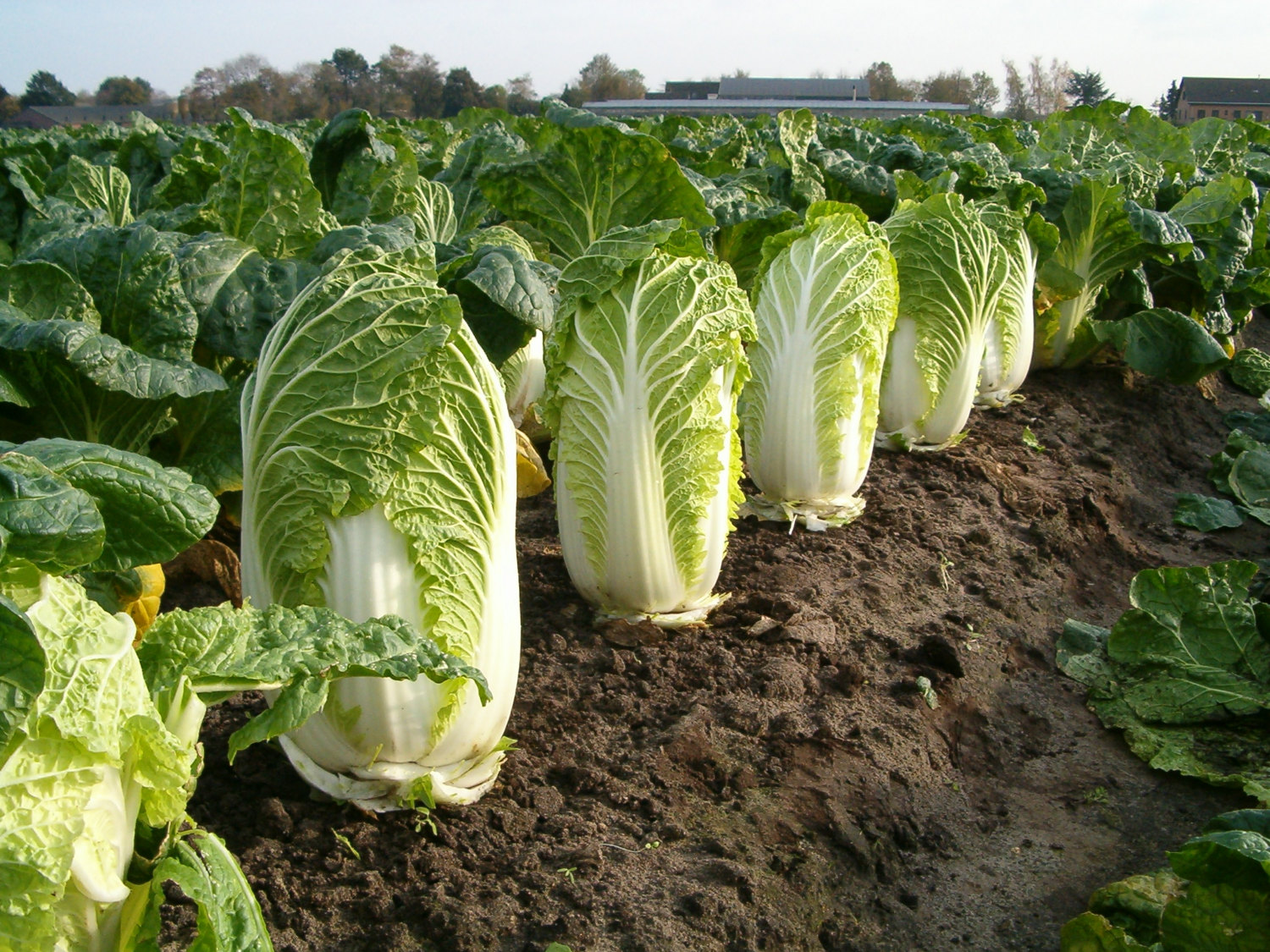 ผักกาดขาว Chinese Cabbage