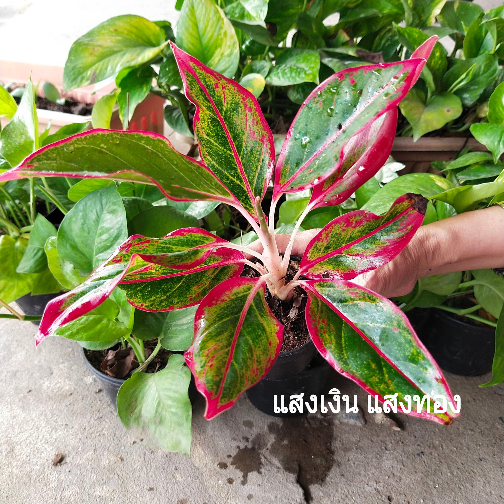 ต้นแสงเงิน แสงทอง