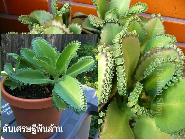 ต้นเศรษฐีพันล้าน ต้นไม้ชื่อมงคล ต้นเศรษฐีพันล้านต้นไม้ฟอกอากาศ