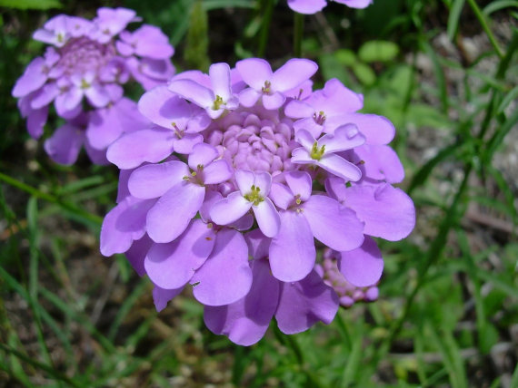 IBeris Gibralterica Snowflake Annual Rocket Candytuft Garden Flower