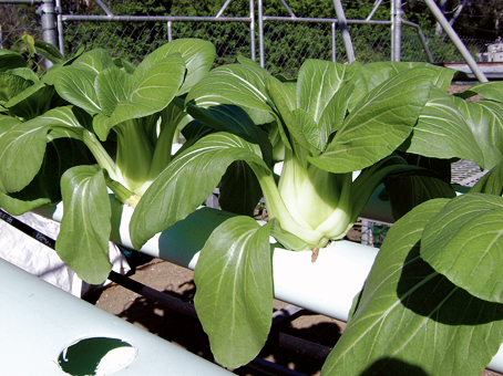 กวางตุ้งฮ่องเต้