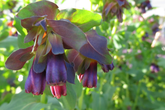 Cerinthe Honeywort Major Purpurasces Shrimp Plant Blue Purple Garden Wax Flower