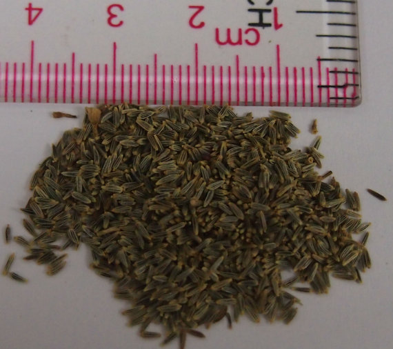 75000 เมล็ด 100 กรัม Annual Daisy Chrysanthemum leucanthemu Flower