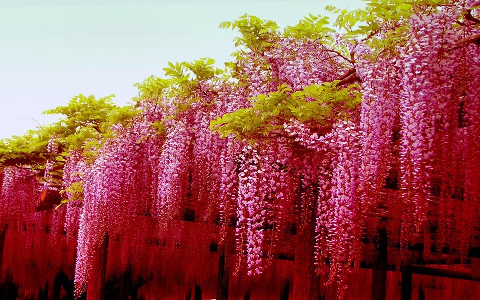 ต้นวิสทีเรีย (wisteria) ชำกิ่ง ดอกสีชมพู