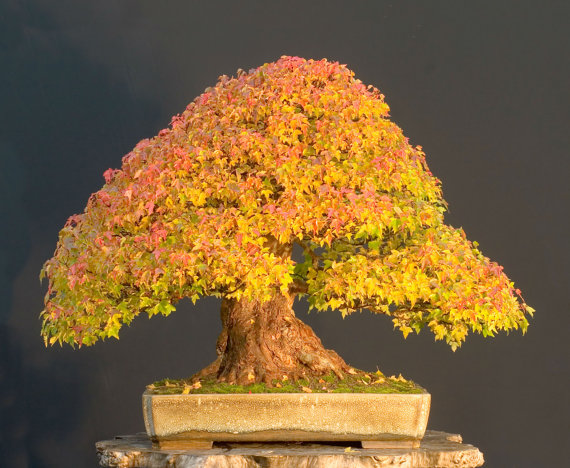 Acer platanoides Princeton Gold European Norway Maple