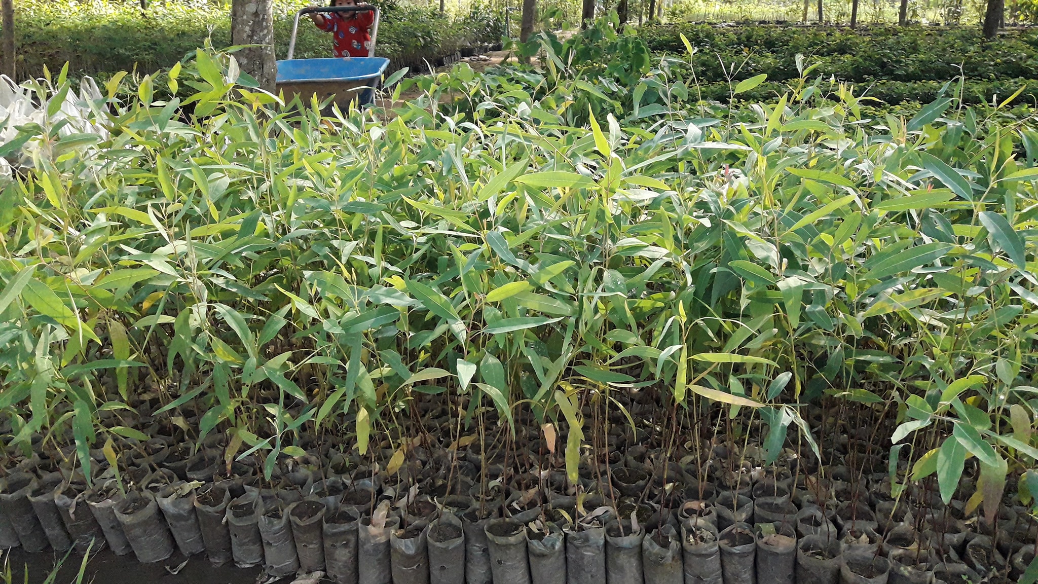 ต้นยูคา ชุดละ 100 ต้น รวมค่าส่งแล้ว