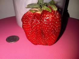 Giant strawberry ชุดใหญ่ 500 เมล็ด
