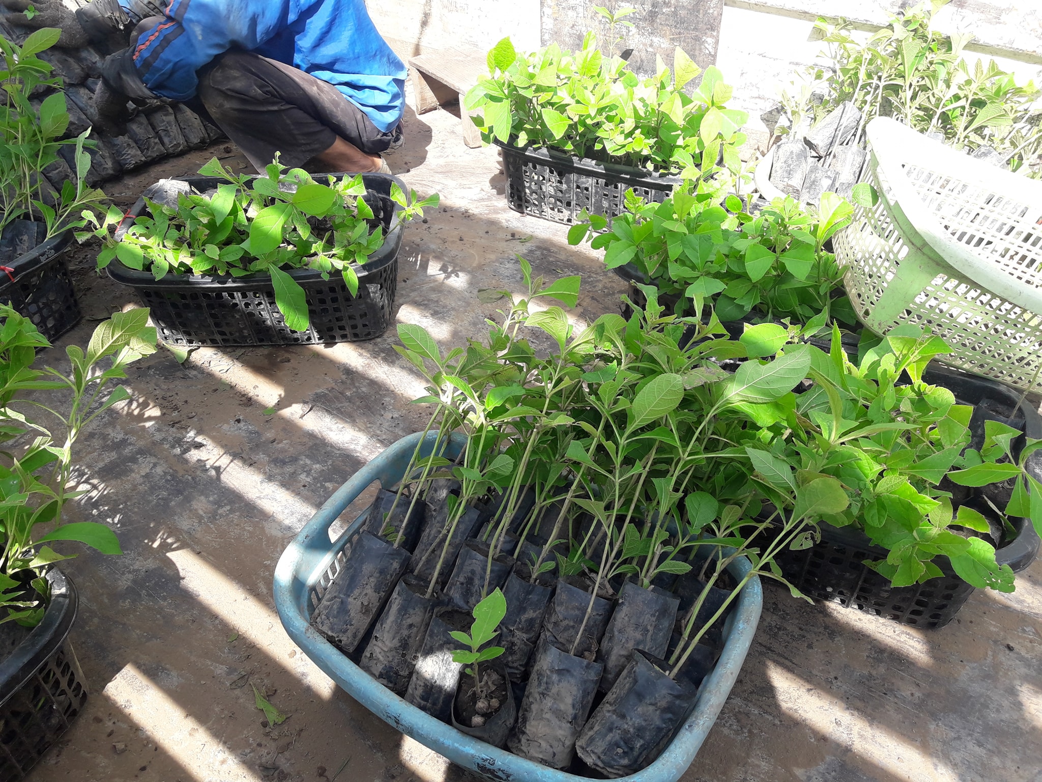 ต้นสักทอง ชุดละ 100 ต้น รวมค่าส่งแล้ว