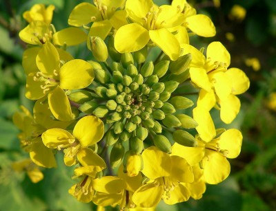 100 กรัม 26,000 เมล็ด Rapeseed Vegetable Seeds