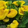 Slipperwort Calceolaria ชุดใหญ่ 200 เมล็ด