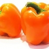 orange pepper seed เมล็ดพริกหวานสีส้ม 10 เมล็ด