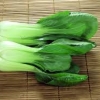 ผักกวางตุ้งต้น Pakchoi