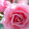 Pink Roses Rose Gentleness Admiration Flower