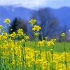100 กรัม 26,000 เมล็ด Rapeseed Vegetable Seeds