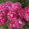 Dianthus Barbatus Carnation Sweet William