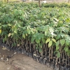 ต้นมะค่าโมง ชุดละ 100 ต้น รวมค่าส่งแล้ว