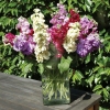 38400 เมล็ด 100 กรัม Matthiola Incana Night scented Flower