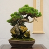 japan black pine(20) สนดำญี่ปุ่น 20 เมล็ด