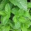 Spearmint Mentha Spicata Mint Pennyroyal Herb