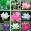 Mix Lotus flower ชุดใหญ่ 100 เมล็ด