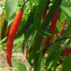 พริกชี้ฟ้า Cayenne pepper