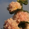 Althaea Alcea rosea Hollyhock Mixed color