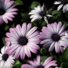 100 กรัม 7,100 เมล็ด Osteospermum ecklonis African Daisy