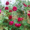 Climbing Rose Seeds Climber Fire Red Perennials Flower