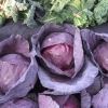 กะหล่ำปลีม่วง Red Cabbage