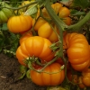 Tomato Seeds American ribbed orange.Collection