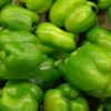 green bell pepper พริกหวานเขียว 10 เมล็ด